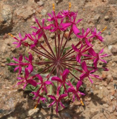 Pelargonium incrassatum