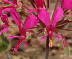 Pelargonium incrassatum