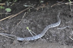Nerodia erythrogaster