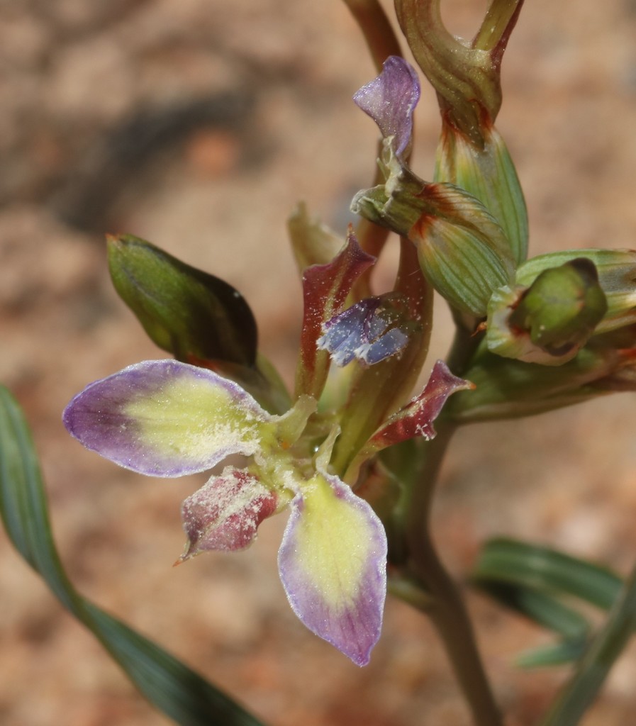 Babiana fimbriata, West Coast, ZA-WC, ZA