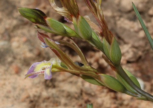 Image of Babiana fimbriata by (c) Brian du Preez, some rights reserved (CC BY-SA)