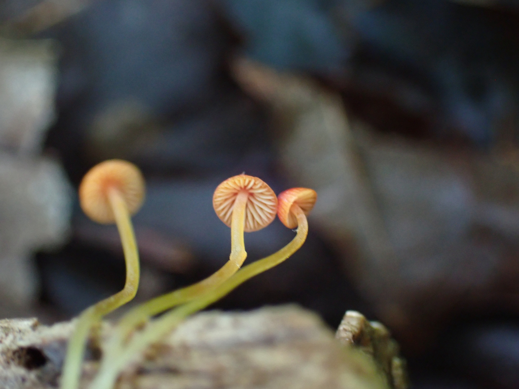 orange bonnet