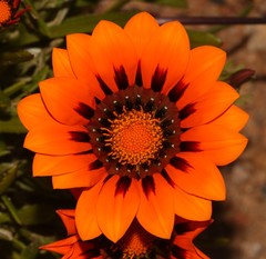 Gazania × splendens