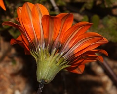 Gazania × splendens