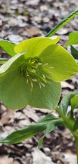 Helleborus odorus