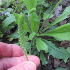 Plantago virginica