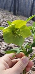 Helleborus odorus