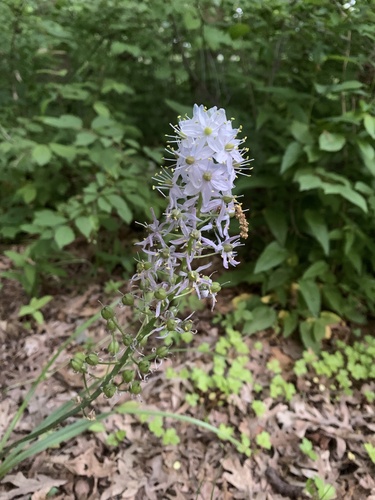 Camassia scilloides