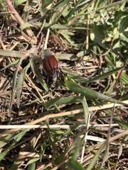Paracotalpa