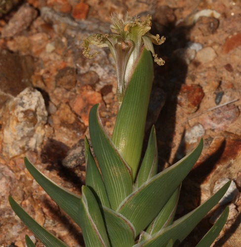 Image of Ferraria ferrariola by (c) Brian du Preez, some rights reserved (CC BY-SA)