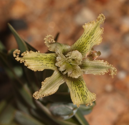 Ferraria ferrariola