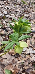Helleborus odorus