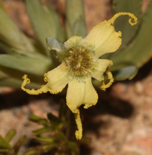 Ferraria macrochlamys