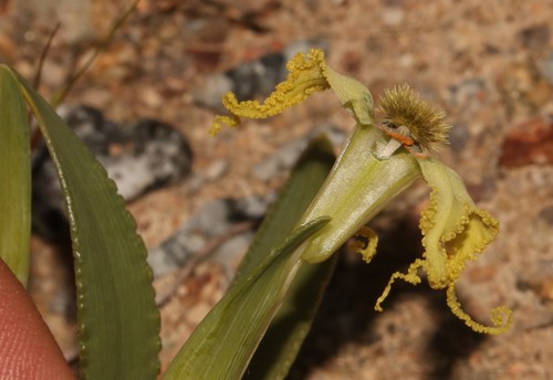 Ferraria macrochlamys