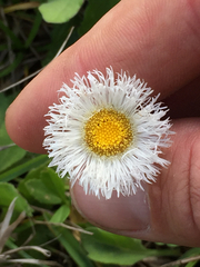 Erigeron procumbens