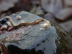 Spirobranchus triqueter