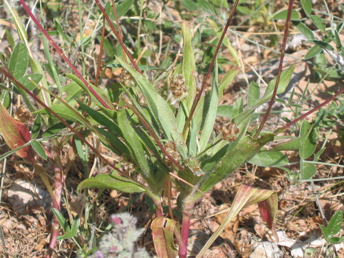 Plantago amplexicaulis iNat (2)