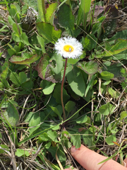 Erigeron procumbens