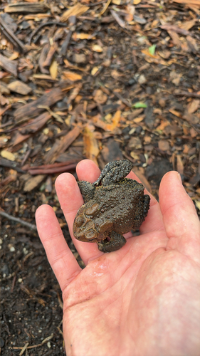 American Toad