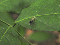 Diptera