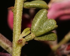 Indigofera spinescens