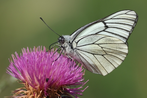 Black-veined White