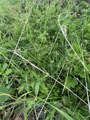 Geum vernum, photograph 5