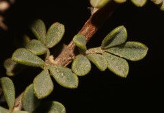 Indigofera spinescens