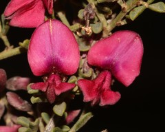 Indigofera spinescens