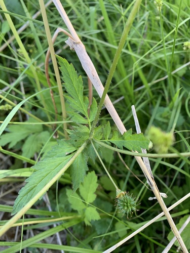 Geum vernum, photograph 4