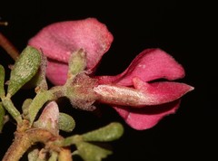 Indigofera spinescens