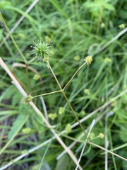 Geum vernum, photograph (c) Senna Bryce Robeson, some rights reserved (CC BY)
