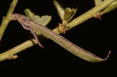 Indigofera spinescens
