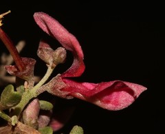 Indigofera spinescens