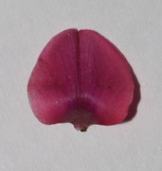 Indigofera spinescens