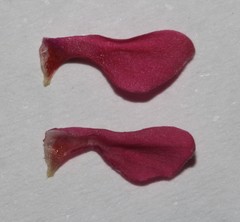 Indigofera spinescens