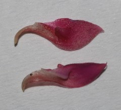 Indigofera spinescens