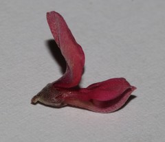 Indigofera spinescens