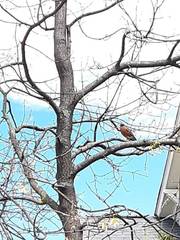 Turdus migratorius