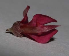 Indigofera spinescens