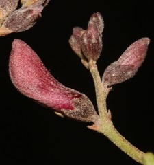 Indigofera spinescens
