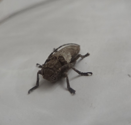 Niphona picticornis