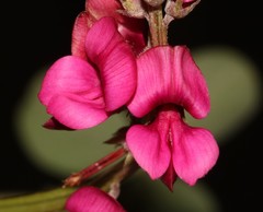 Indigofera meyeriana