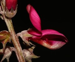 Indigofera meyeriana