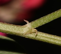 Indigofera meyeriana