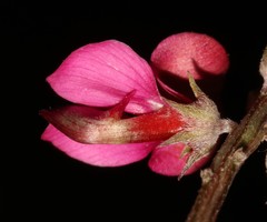 Indigofera meyeriana