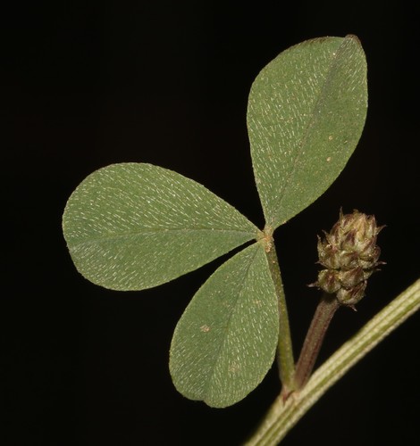 Image of Indigofera meyeriana by (c) Brian du Preez, some rights reserved (CC BY-SA)