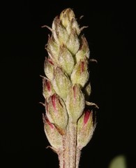 Indigofera meyeriana