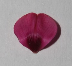 Indigofera meyeriana