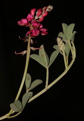 Indigofera meyeriana
